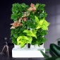 若澜园艺 桌面迷你植物墙花盆自动灌溉定时自加水